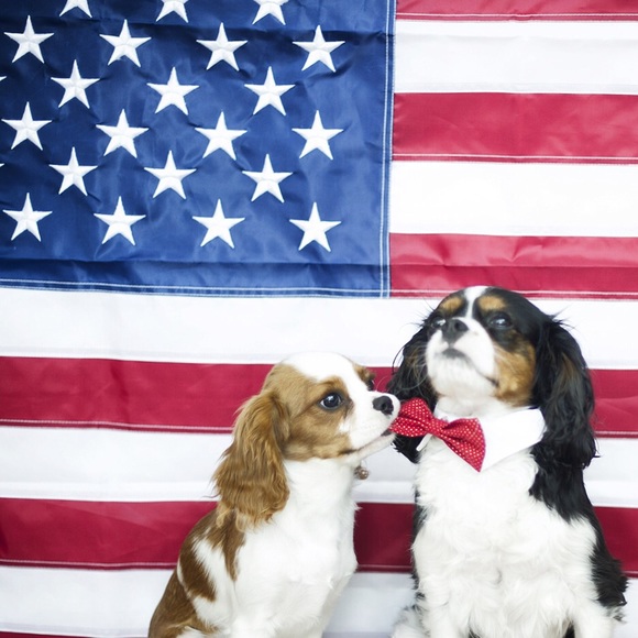 Meet your Posher, Nikky - Picture 3 of 8